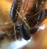 La Swamp Cloporte - Isopods - ISO-CYL-15 Cylisticus Convexus 15+