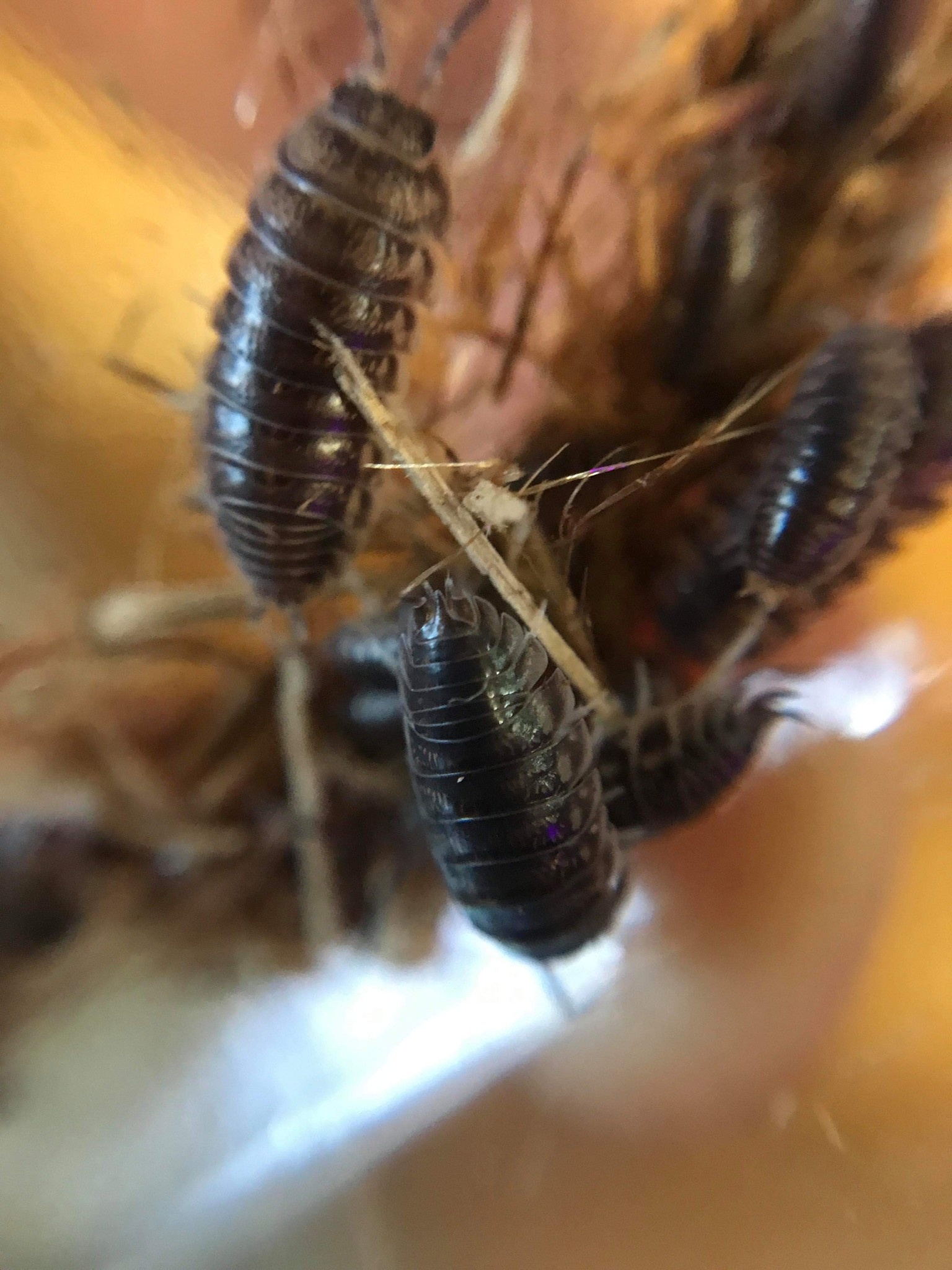 La Swamp Cloporte - Isopods - ISO-CYL-15 Cylisticus Convexus 15+