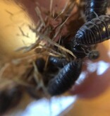 La Swamp Cloporte - Isopods - ISO-CYL-15 Cylisticus Convexus 15+