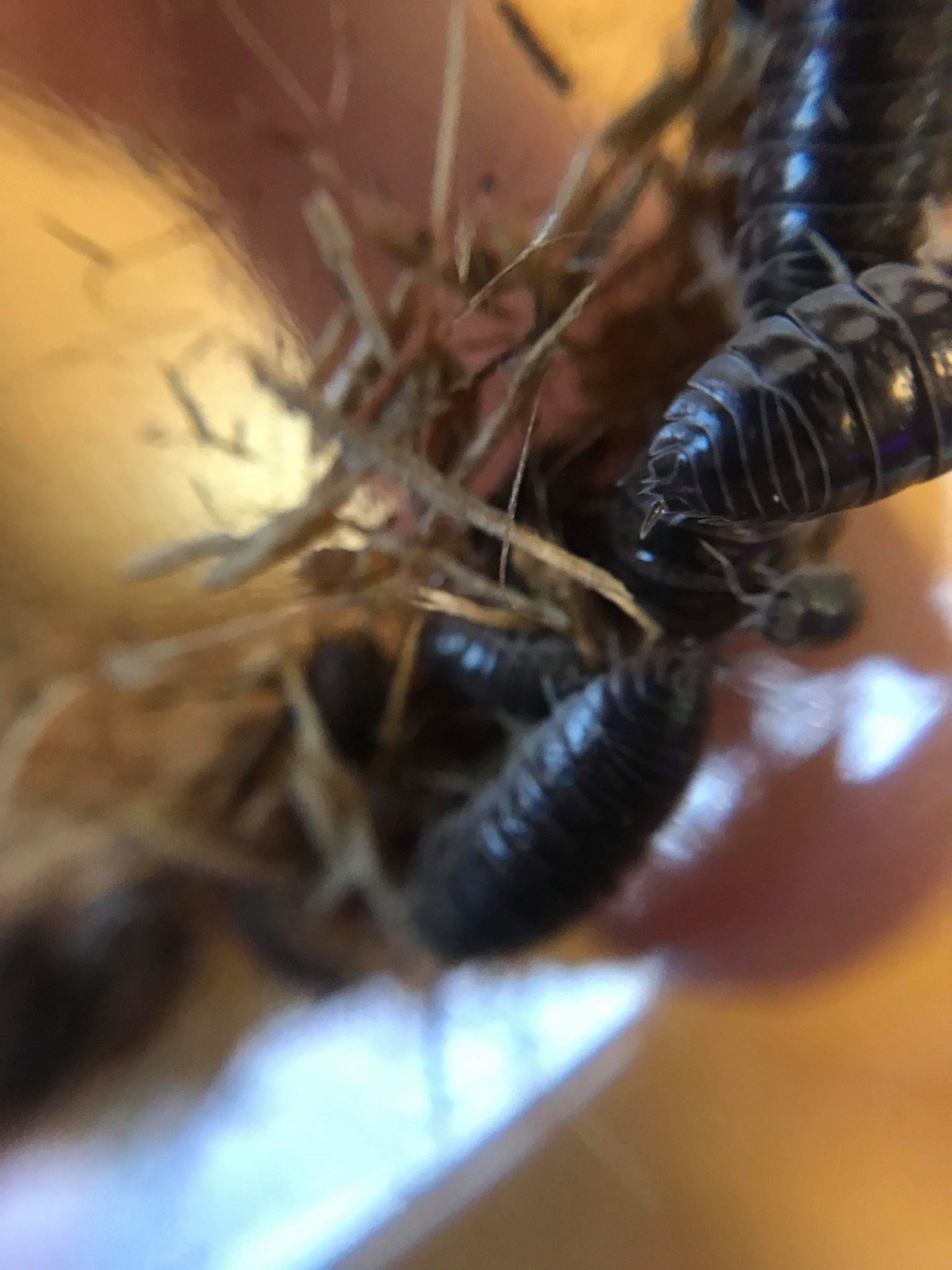 La Swamp Cloporte - Isopods - ISO-CYL-15 Cylisticus Convexus 15+