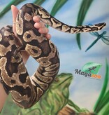 Magazoo Python royal Pastel Mâle Adulte / Adoption - 2ième chance