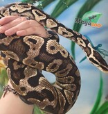 Magazoo Python royal Pastel Mâle Adulte / Adoption - 2ième chance