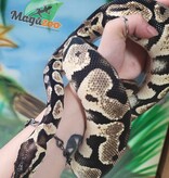 Magazoo Pastel Adult Ball Python / Adoption - 2nd chance