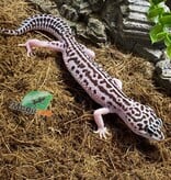Magazoo Gecko léeopard super Mack Snow femelle 25/9/23