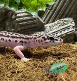 Magazoo Female Super Mack Snow leopard gecko 9/25/23