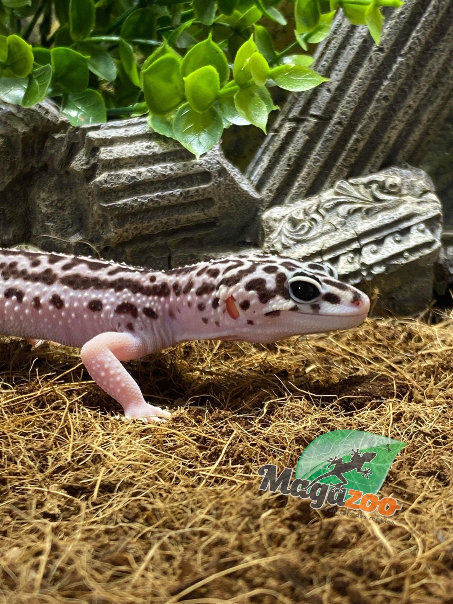 Magazoo Gecko léeopard super Mack Snow femelle 25/9/23
