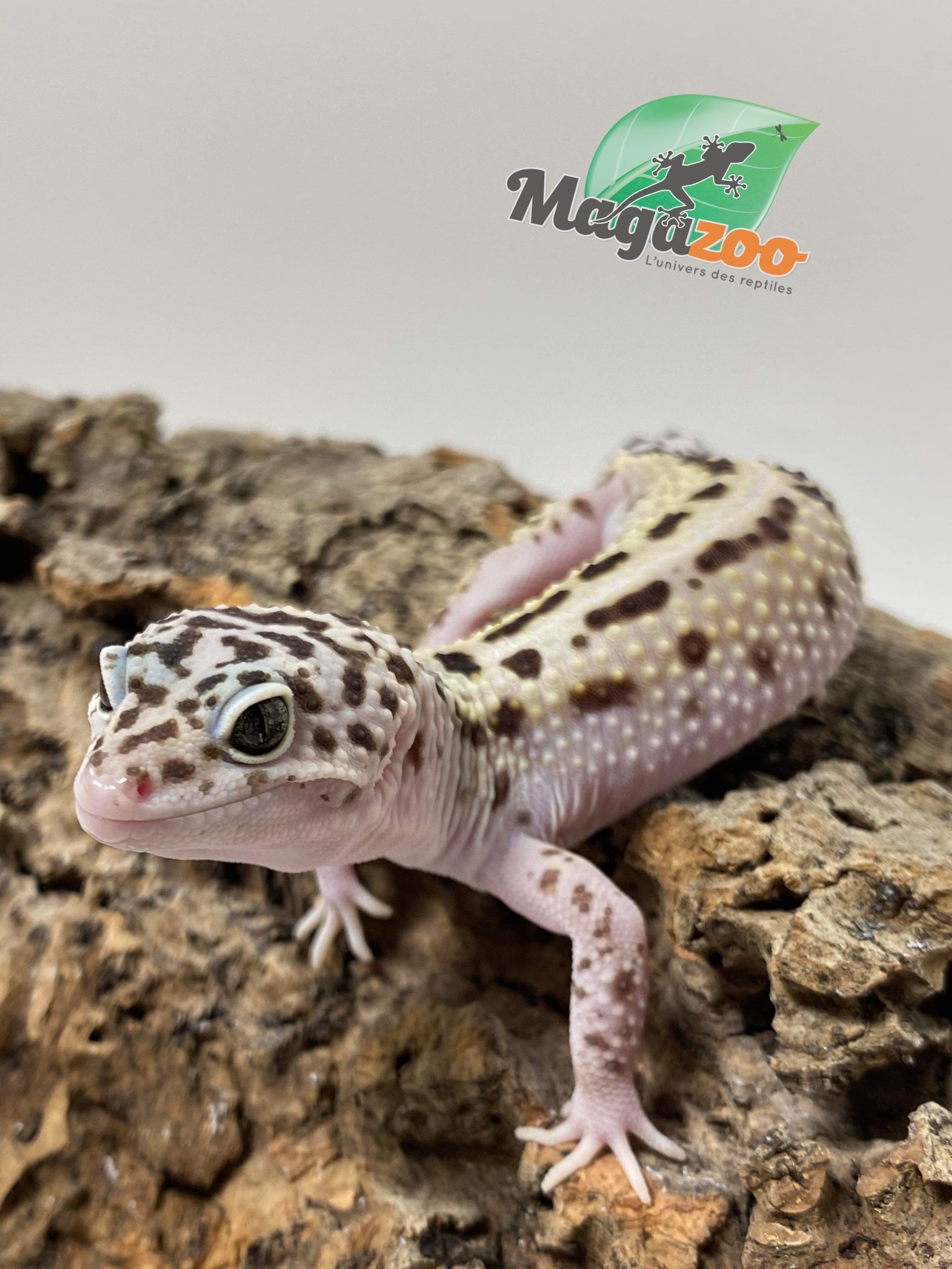 Magazoo Gecko léopard  Macksnow boldstripe Mâle 2/8/23