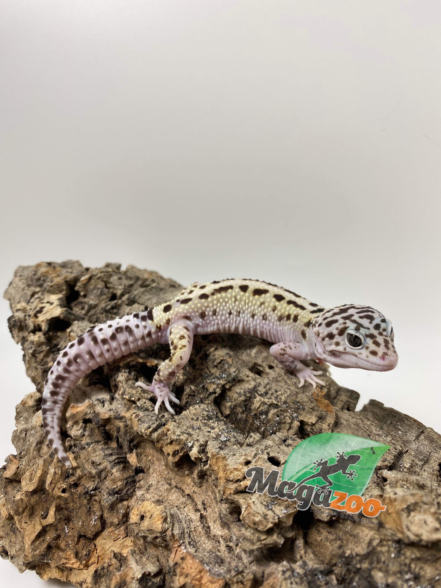 Magazoo Male Macksnow boldstripe leopard gecko 8/2/23