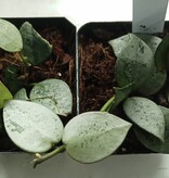Magazoo Hoya kroniana 'Super silver' Plant 3 in.