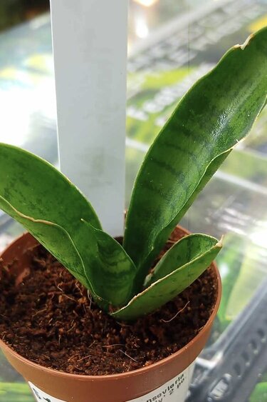 Magazoo Sansevieria 'Though lady' Plant 2 in.