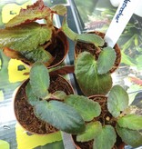 Magazoo Begonia Withlacoochee Plant
