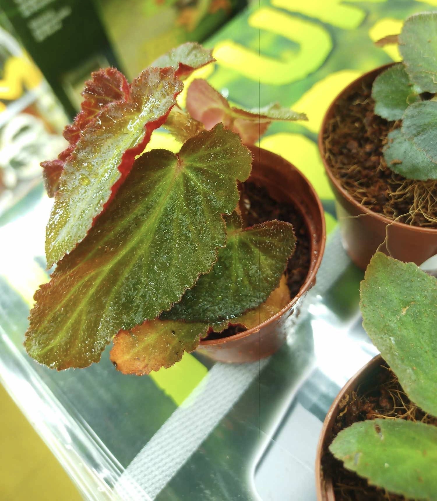 Magazoo Begonia Withlacoochee Plant