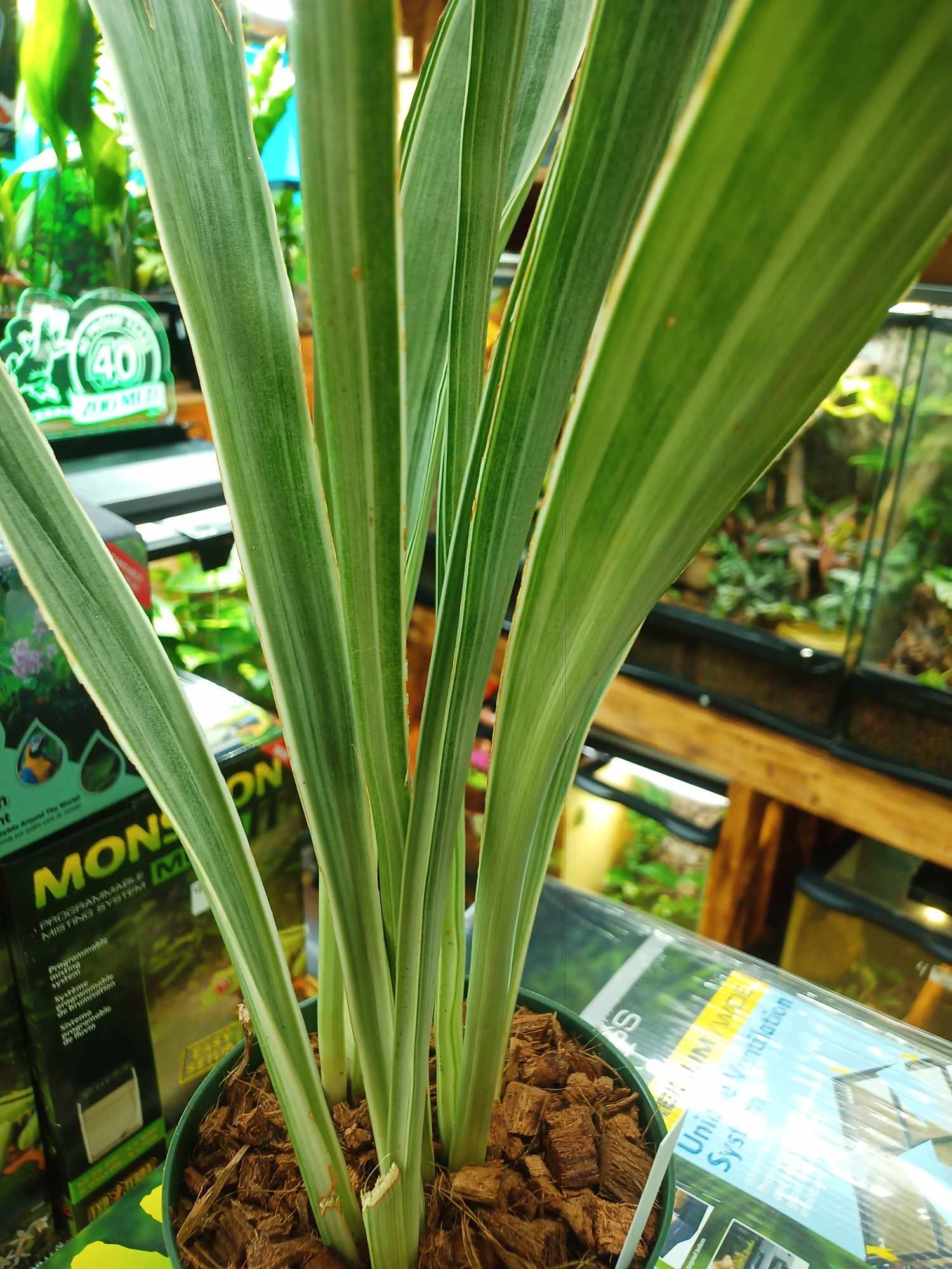 Magazoo Plante Sansevieria 'Sayuri' 6 po.