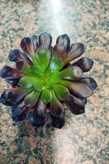 Magazoo Aeonium 'Zwartkop' Plant