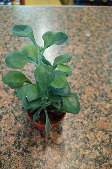 Magazoo Kalanchoe hildebrandtii (Silver teaspoon) Plant