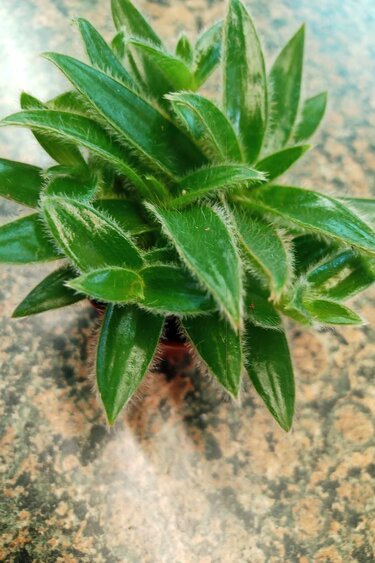 Magazoo Tradescantia sillamontana plant