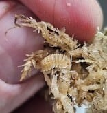 La Swamp Woodlice - Isopod  Cristanadillidium Muricatum 6+