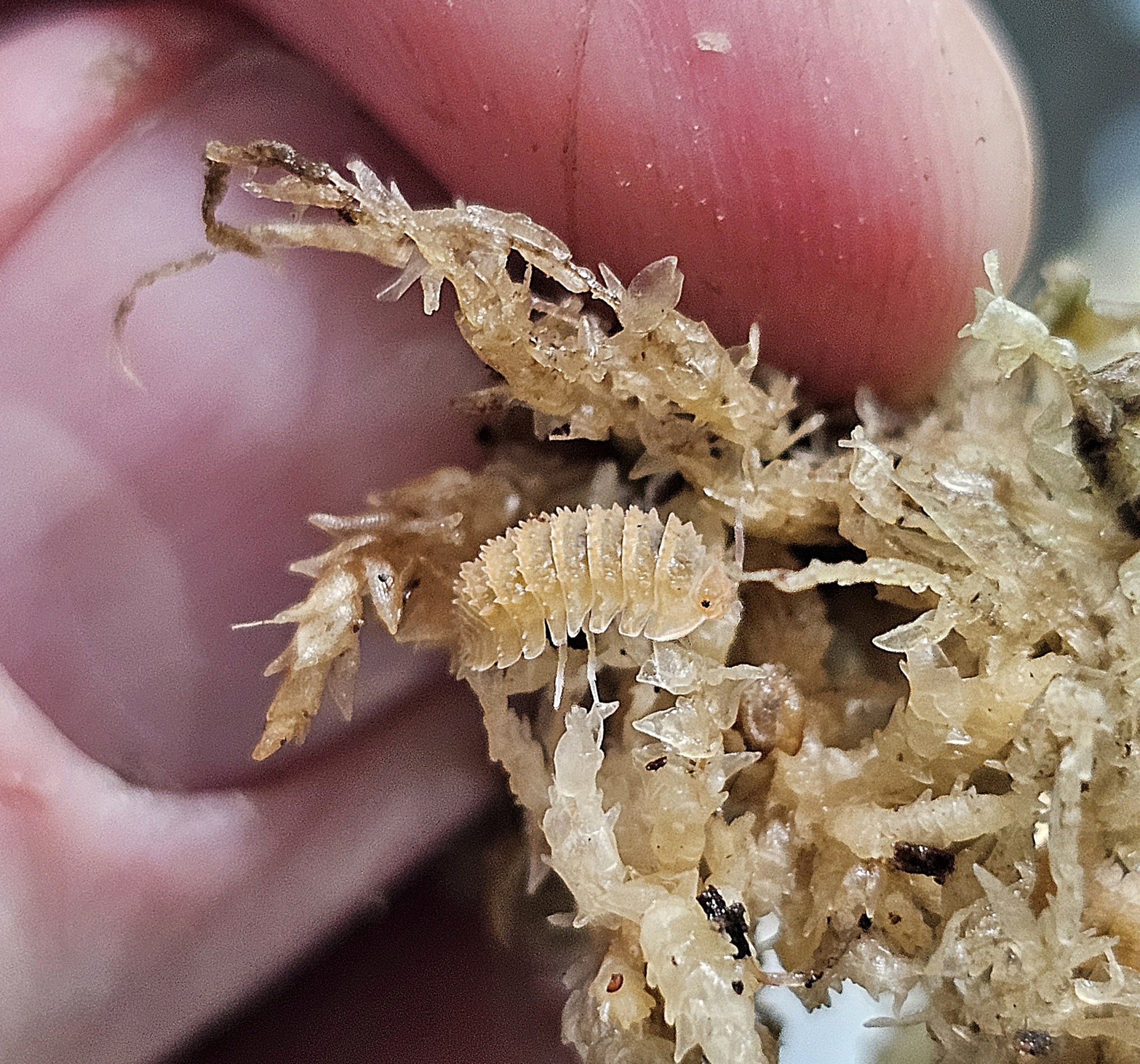La Swamp Cloporte - Isopod  Cristanadillidium Muricatum 6+