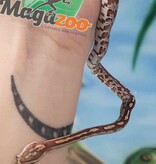 Magazoo Baby Tessera Corn Snake #2