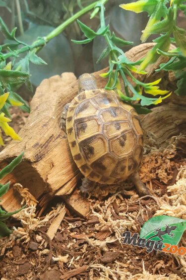 Magazoo Baby CB Black Greek tortoise