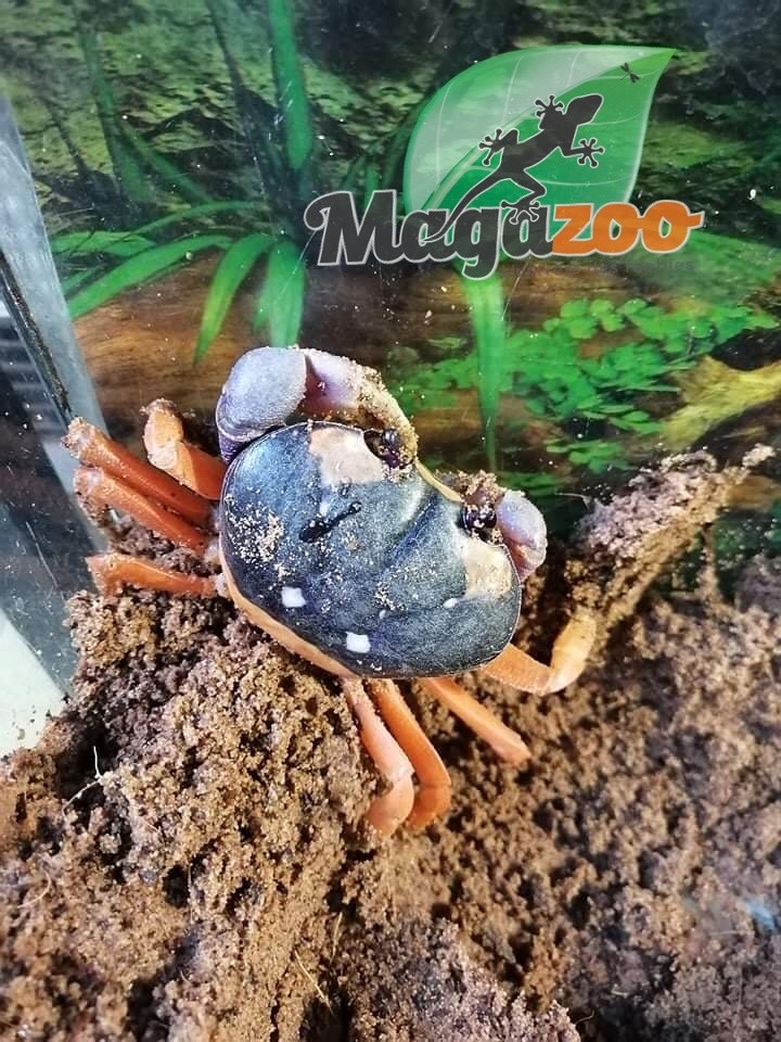 Magazoo Crabe Halloween