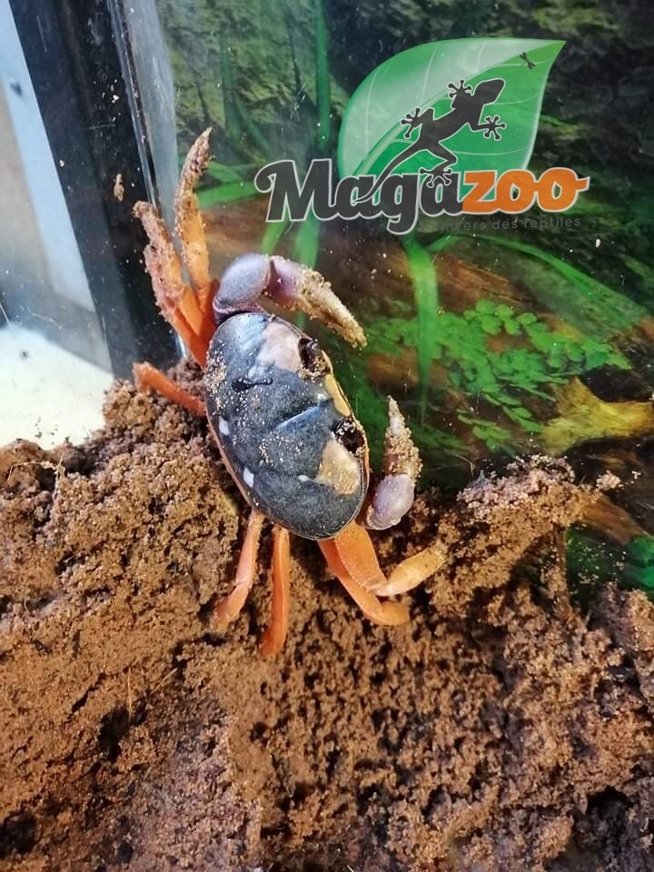 Magazoo Moon Crab