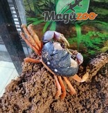 Magazoo Crabe Halloween