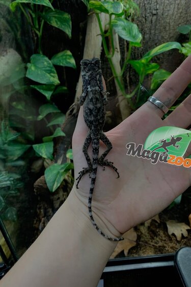 Magazoo Baby New Guinea Frilled dragon #1