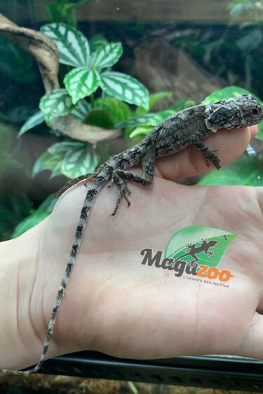Magazoo Baby New Guinea Frilled dragon #3