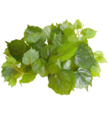 Reptiles treasures REPTILES TREASURES 77006 Plante Pothos - 60 po