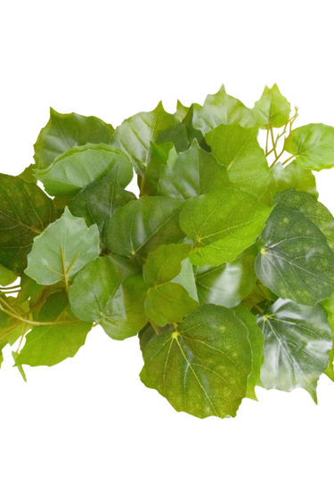 Reptiles treasures REPTILES TREASURES 77006 Plante Pothos - 60 po