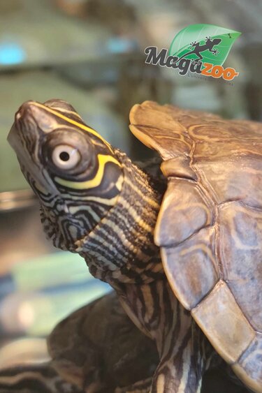Magazoo Sub-Adult Mississippi Geographic Turtle #1 / 2nd Chance Adoption