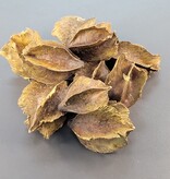 La Swamp LA SWAMP 21473 Gousses d'Arjuana (8x)