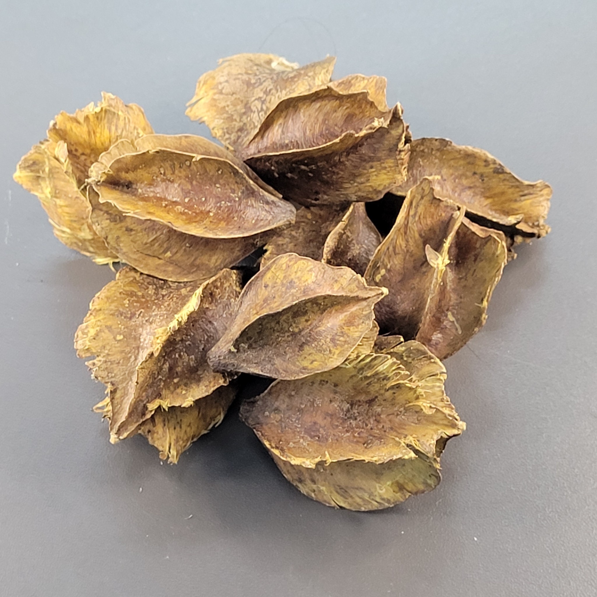 La Swamp LA SWAMP 21473 Gousses d'Arjuana (8x)