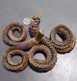 La Swamp LA SWAMP 21404 Cosses de corne de bélier (2X)