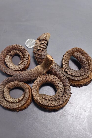 La Swamp LA SWAMP 21404 Cosses de corne de bélier (2X)