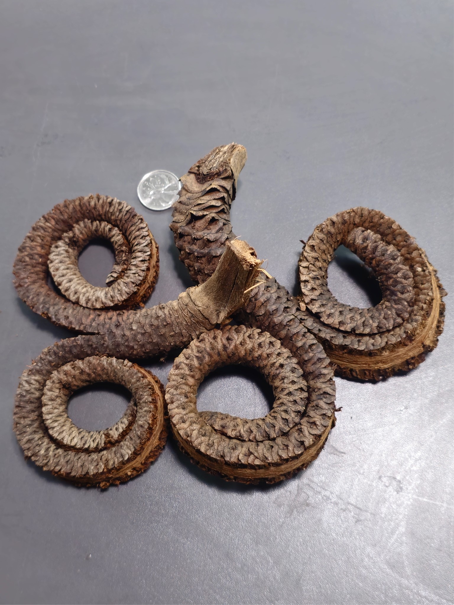 La Swamp LA SWAMP 21404 Cosses de corne de bélier (2X)