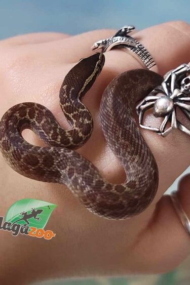 Magazoo Baby female African House Snake #2
