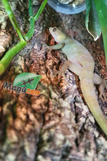 Magazoo Captive born male Juvenile Indo Yellow Gecko