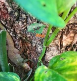Magazoo Gecko Jaune d'Indonésie junévile Mâle Né en captivité