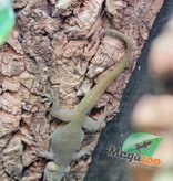 Magazoo Gecko Jaune d'Indonésie junévile Mâle Né en captivité
