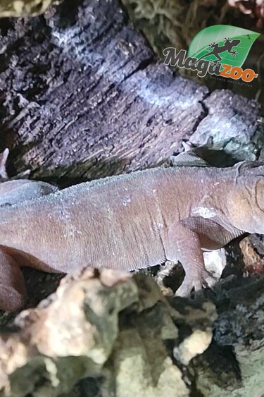 Magazoo Captive born Junevile Female Indo yellow gecko