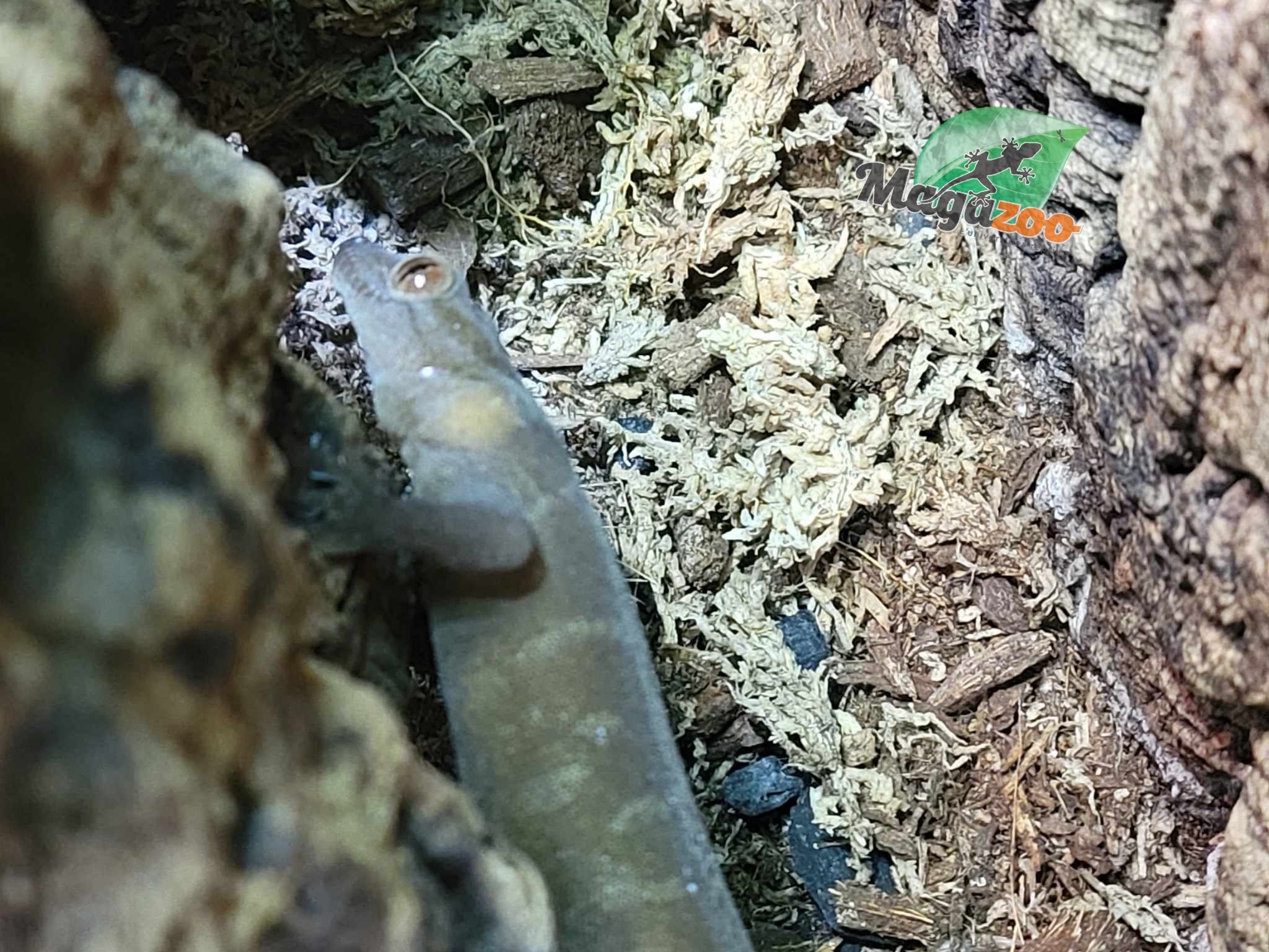 Magazoo Captive born Junevile Female Indo yellow gecko