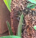Magazoo Gecko jaune d'Indonésie (Femelle) juvénile né en captivité