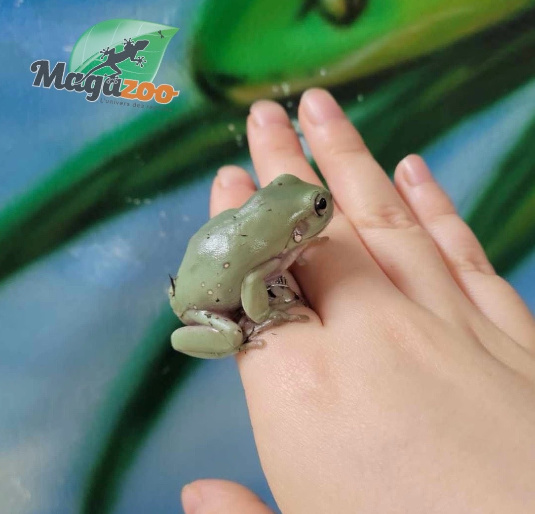 Magazoo Juvenile White's tree frog