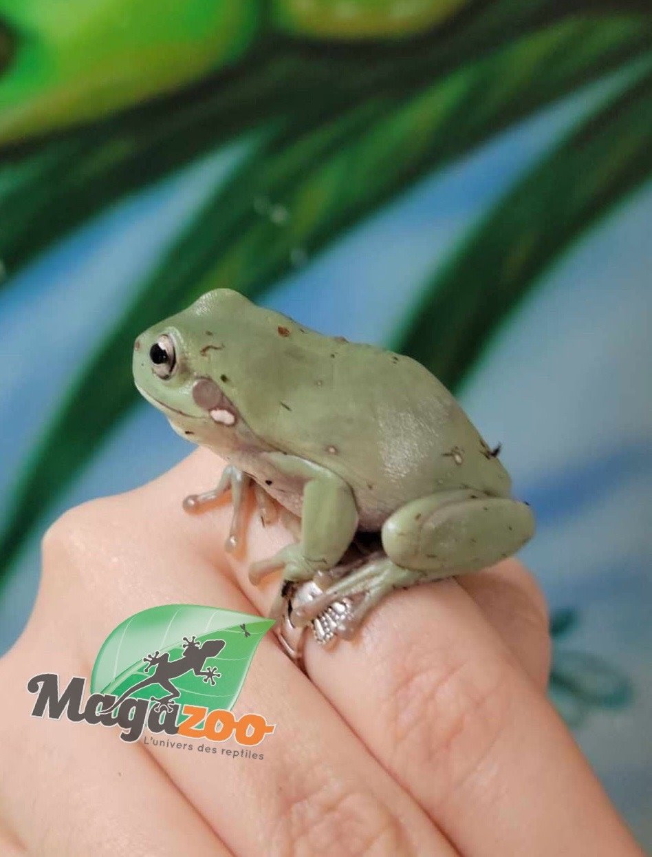 Magazoo Juvenile White's tree frog