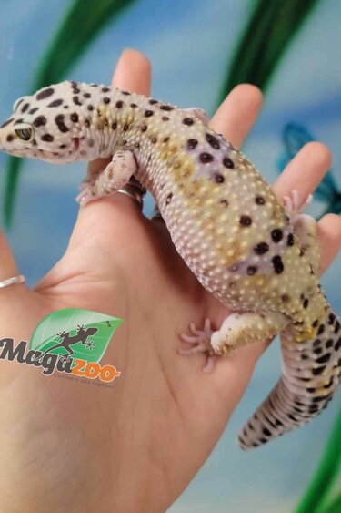 Magazoo Female Macksnow Leopard gecko 07/18/20