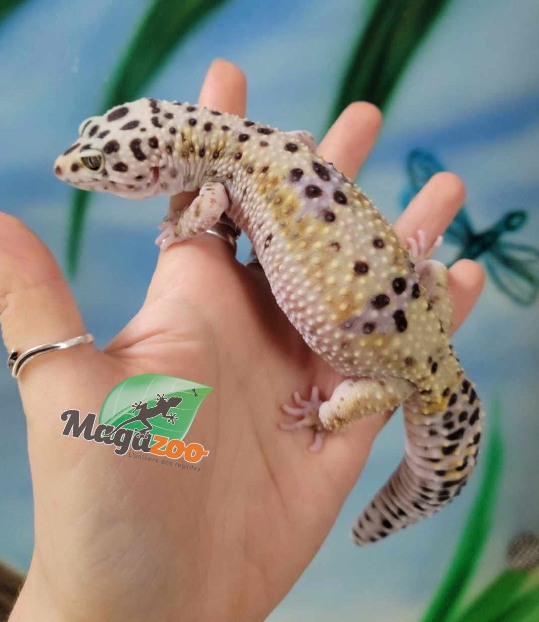 Magazoo Gecko Léopard Macksnow 18/07/20 femelle