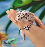Magazoo Gecko Léopard Macksnow 18/07/20 femelle