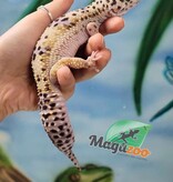 Magazoo Female Macksnow Leopard gecko 07/18/20